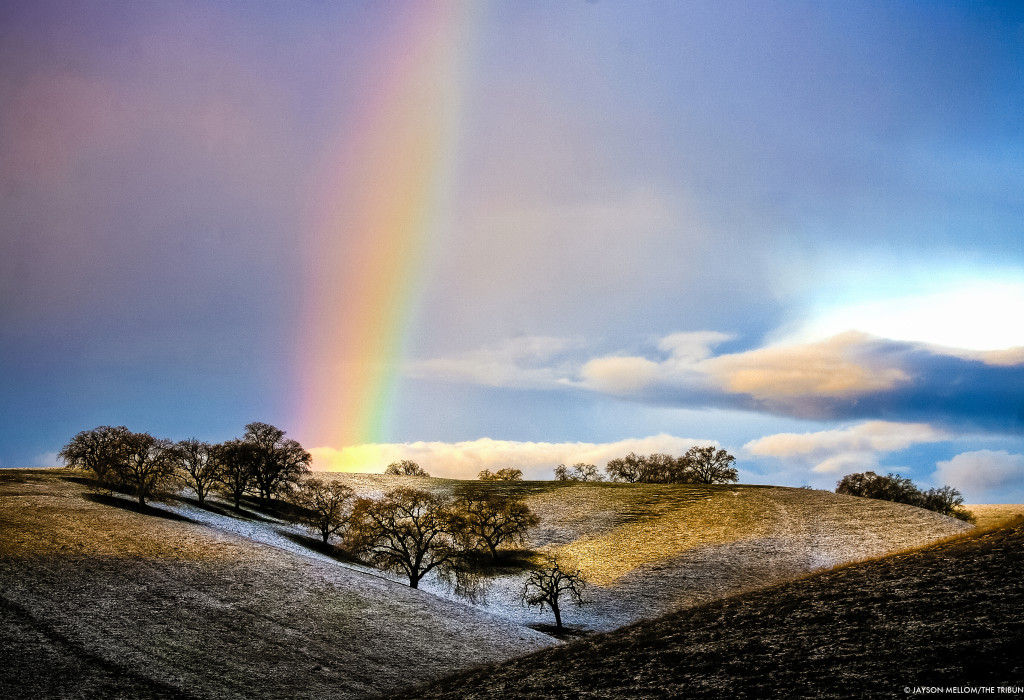 puppy dogs and rainbows